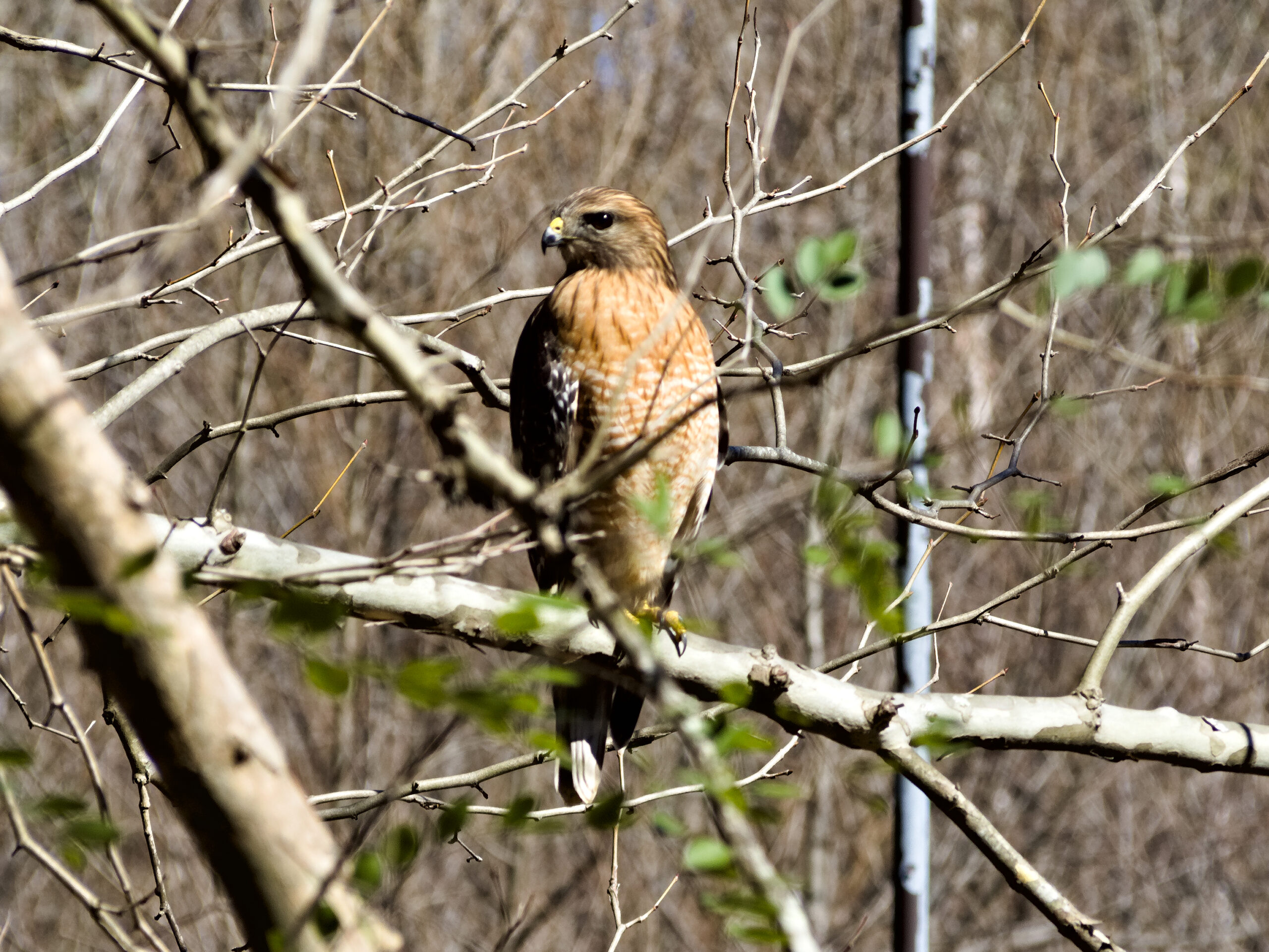 Red-Shouldered Hawks
